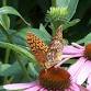 Wild Heroes: The Pollinators