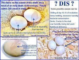 Dead In Shell 1 Cockatiel Eggs Cockatiel Care Bird Care