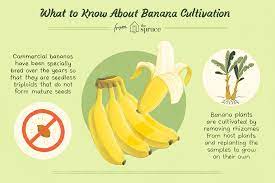Try not to cut into the flesh, simply break the peel for an easy opening. Do Bananas Have Seeds How Do They Reproduce