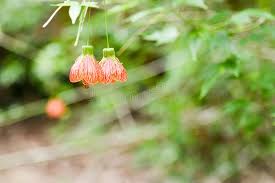 Check spelling or type a new query. 4 434 Chinese Lantern Tree Photos Free Royalty Free Stock Photos From Dreamstime