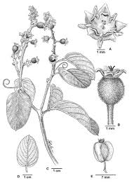 Image result for Gouania tiliifolia