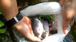 Budidaya Ikan Gurameh Dalam Kolam Plastik Youtube