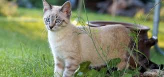 Anleinen können besitzer ihre vierbeiner natürlich auch nicht. Katze Vertreiben Mit Diesen Sanften Methoden Wird Dein Garten Katzenfrei Utopia De Katzen Katze Pinkelt Pflanzen Gegen Katzen