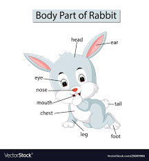 diagram showing body part rabbit