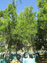 Image result for Combretum erythrophyllum