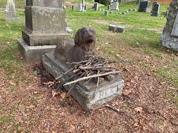 How do you cope when your pet's ashes have been lost? Instead Of Flowers People Bring Sticks To This Dog S Grave Mildlyinteresting