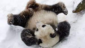 The Great Washington Bucket List 50 Things Every Local Needs To Do Panda Bear Animals Panda
