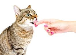 Cat Facts What Does It Mean When A Cat Wags It S Tail With Images Cat Care Cat Behavior Cat Facts