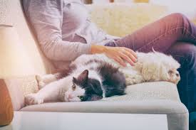 Please bring a valid photo id and copy of your health insurance card to the appointment. Pet Emergency 10 Common Reasons Your Pet May Need To Visit The Er