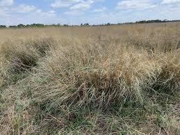 Image result for Eragrostis plana
