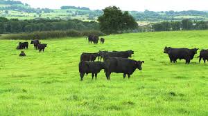 Hugh watson can be considered the founder of the breed; Aberdeen Angus Beef Set To Retain A Premium In The Market Agriland Ie