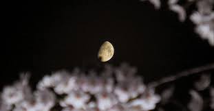 ASTRO: voici les 4 signes impactés par la Pleine Lune des Fleurs