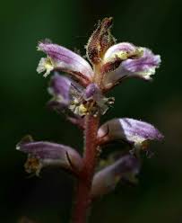 Image result for Orobanche minor