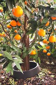 They are very popular and online plants have a great variety for sale. 10 Fastest Growing Fruit Trees For Your Backyard Orchard Gardening Chores