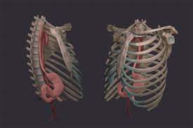 Human skeleton system axial skeleton anatomy. Illm 603 3d Modeling Rib Cage With Stomach And Aorta On Behance