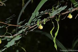 Image result for Ormocarpum schliebenii