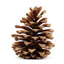 Pine Cone 3dprinting Design Pine Cones 3d Design