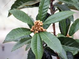 季節の花 枇杷 ビワ その葉が楽器に枇杷に似ているのでこの名前が付いたらしい 三田のいのしし 見て歩き日記 楽天ブログ