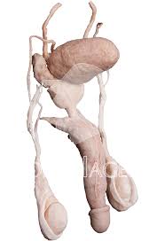 The following 64 files are in this category, out of 64 total. Silicone Plastinates Male Reproductive Organs