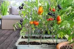 How do you start a vegetable garden on a balcony?