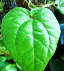 We did not find results for: Koleksi Cemerlang 17 Gambar Daun Sirih Temu Urat