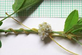 Image result for Cuscuta approximata