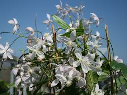 Check spelling or type a new query. Waldreben Clematis Infos Pflanzen Dieser Gattung