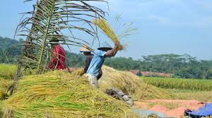 Petani padi, kota madiun (madiun). Kata Kata Sedih Anak Petani Cikimm Com