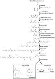 Image result for Euphorbia neopolycnemoides