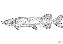 Northern Pike Super Coloring Fish Coloring Page Fish Drawings Free Motion Quilt Designs