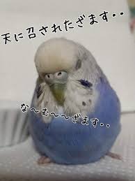 ユーカリ ワチコ日記