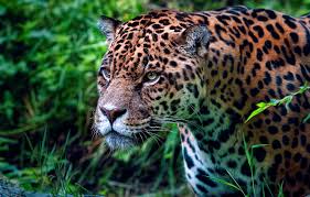 Mountain lion animal cute face. Wallpaper Greens Grass Look Face Nature Portrait Treatment Jaguar Wild Cat Images For Desktop Section Koshki Download