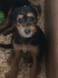 Preparing to bring your airedale home. Airedale Terrier Puppies For Sale Miami Fl 187801