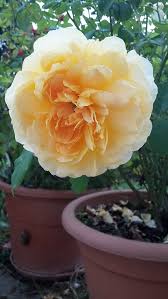 Le rose sono probabilmente i fiori più popolari al mondo. Valentina E Le Sue Rose 2018