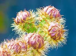 Image result for Prickly Pear Bud Six Jigsaw Puzzle