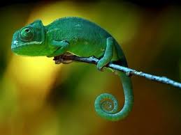Green Animal Desktop Nexus Wallpapers Green Animals Animals Baby Animals