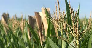 Maybe you would like to learn more about one of these? Grad Student Develops A Family Tree For Corn Varieties In North America Graduate School Uw Madison Uw Madison