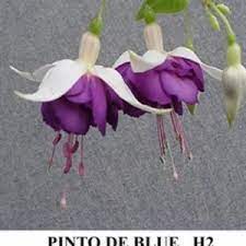 Pin On Gardening