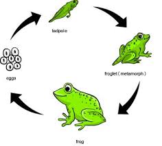 Lifecycle Of A Frog Animals And Lifecycles Animals Animal Life Cycles Lifecycle Of A Frog Life Cycles