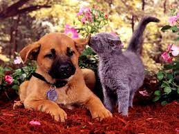 Konijnen achtergronden dieren hd konijnen wallpapers foto 11 jpg 1 600 1 000 pixels dieren foto s dieren schattige dieren. Esthetische Achtergrond Afbeelding Honden Dieren Puppy S Beste Gratis Wallpapers
