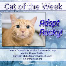 Adopt Rocky From The Baltimore Humane Society Saving Cat Cats Humane Society