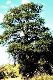 Image result for Acacia davyi