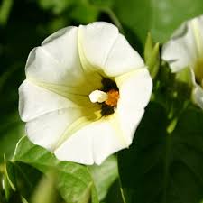 Image result for Turbina corymbosa