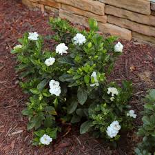 Image result for Gardenia
