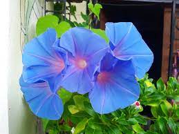 Kaler bunga yang akan muncul hanya allah sahaja yang tahu. Tanamsendiri Com Grow Your Own Gambar Hari Ini Bunga Seri Pagi Ipomoea