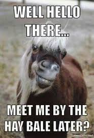Lol Not The Mistletoe The Hay Bale Lol Funny Horses Funny Horse Pictures Horse Quotes Funny