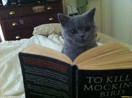 Cat Reading To Kill A Mockingbird Humor Funny Pictures Add Funny Funny Captions Funny Animals Cat Reading