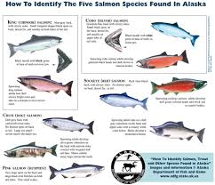 5 Salmon Species Found In Alaska Chinook Shores Lodge