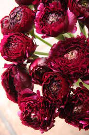Clooney Burgundy Ranunculus Clooney Just Means They Are Twice The Size Of A Normal Ranunculus So Pretty Red Plants Red Flowers Planting Flowers