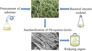 Image result for Halopyrum mucronatum